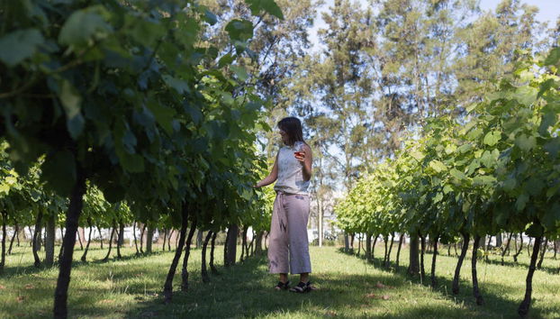 Vigna della cantina Bodegas Carrau