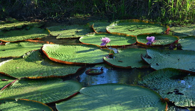 Excursion sur le fleuve Amazone - Photo 2