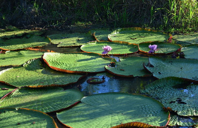 Excursão ao Rio Amazonas - Foto 2