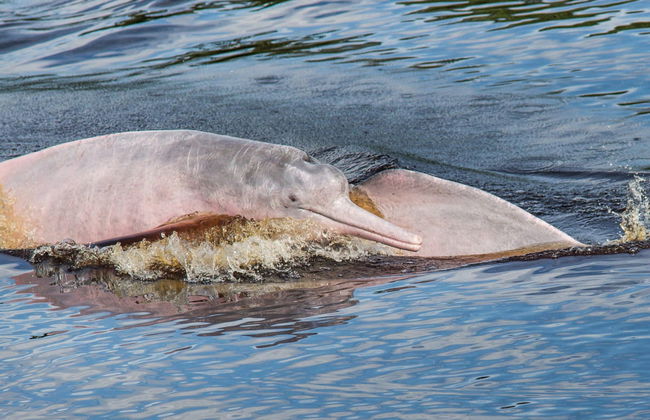 Excursão ao Rio Amazonas - Foto 3