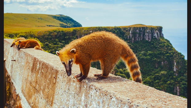 Urubici & Serra do Río do Rastro Excursion - Photo 5