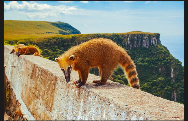 Escursione a Urubici e Serra do Río do Rastro - Foto 5