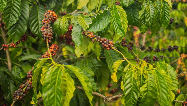 Coroico Coffee Tour - Photo 4