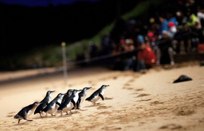 Escursione completa a Phillip Island - Foto 2