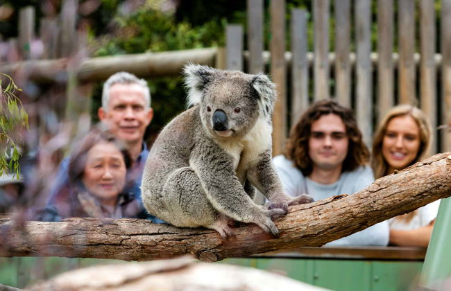 Escursione completa a Phillip Island - Foto 3