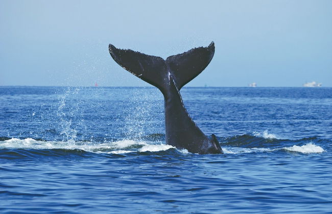 Avvistamento di balene a Sydney - Foto 2