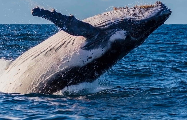 Avvistamento di balene a Sydney - Foto 8