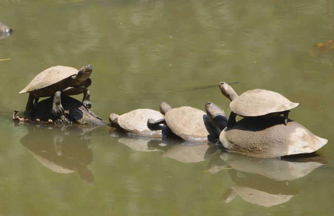 Monkey Island Amazon Adventure - Foto 6