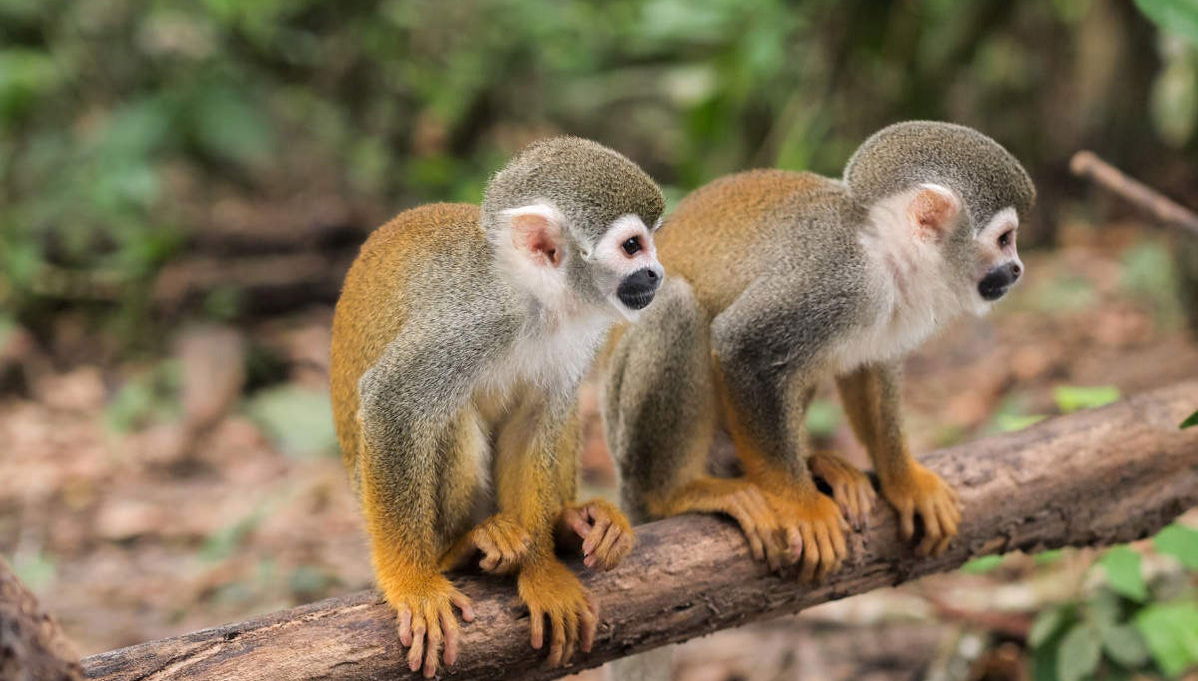 Peruvian Jungle Multi-Day Tour - Photo 1