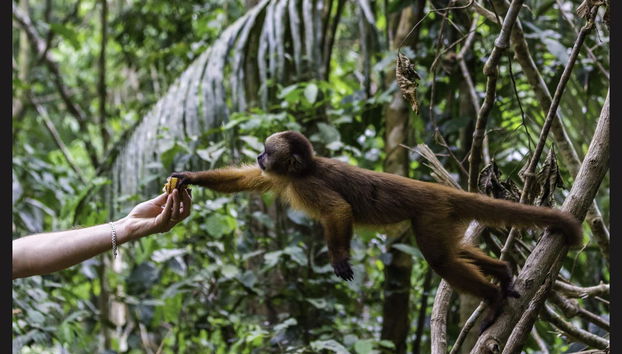 Tour in kayak + Isola delle Scimmie - Foto 4