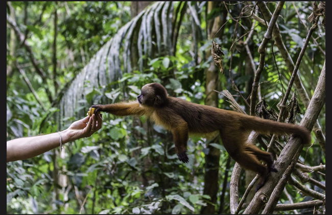 Peruvian Jungle Multi-Day Tour - Foto 2