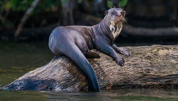 Tour in kayak + Isola delle Scimmie - Foto 5