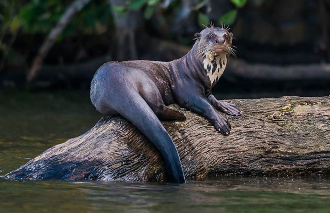 Monkey Island Amazon Adventure - Foto 5