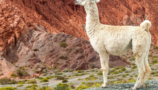 Purmamarca & Salinas Grandes Day Trip - Foto 5