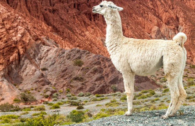 Purmamarca & Salinas Grandes Day Trip - Foto 5