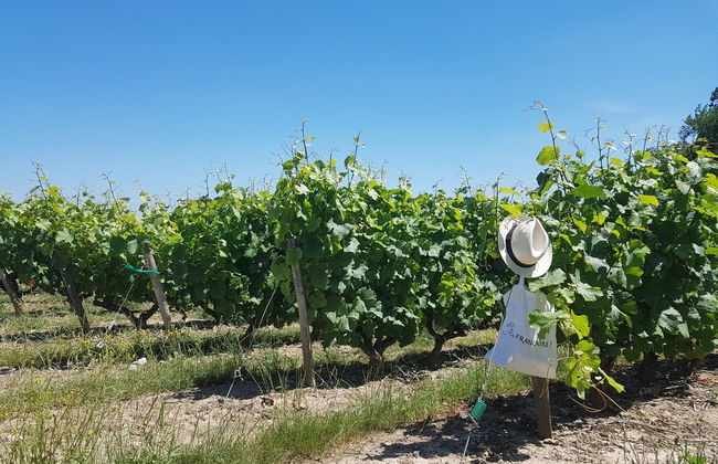Excursion à la découverte des vins de Loire - Photo 2