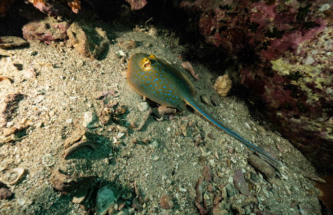 Cours de plongée PADI Open Water - Photo 13