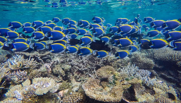 Snorkel en Maldivas - Foto 2