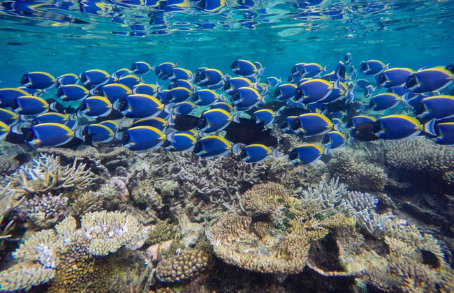 Snorkel en Maldivas - Foto 2