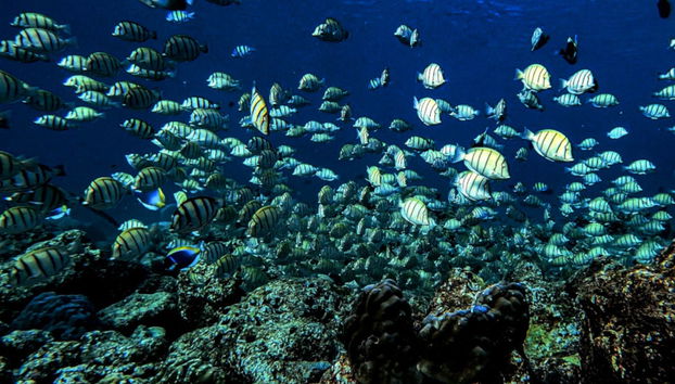 Snorkeling in Villimale - Foto 2