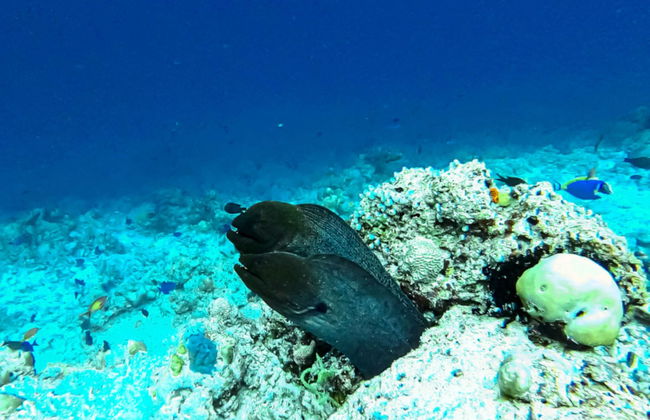 Snorkel en Villimalé - Foto 3