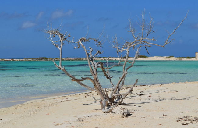 Tour por el sur de Aruba - Foto 6