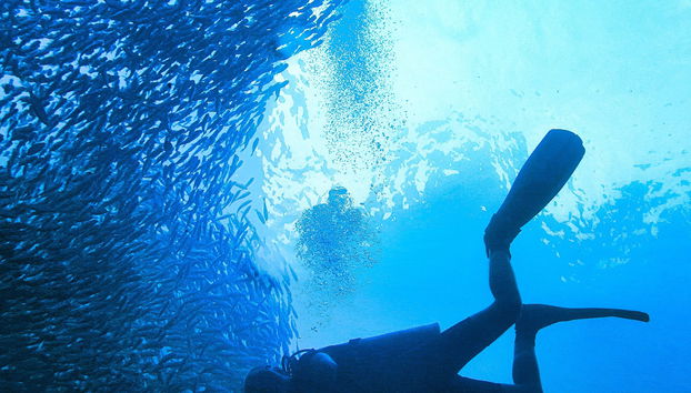 Beginners Scuba Diving Experience - Photo 4