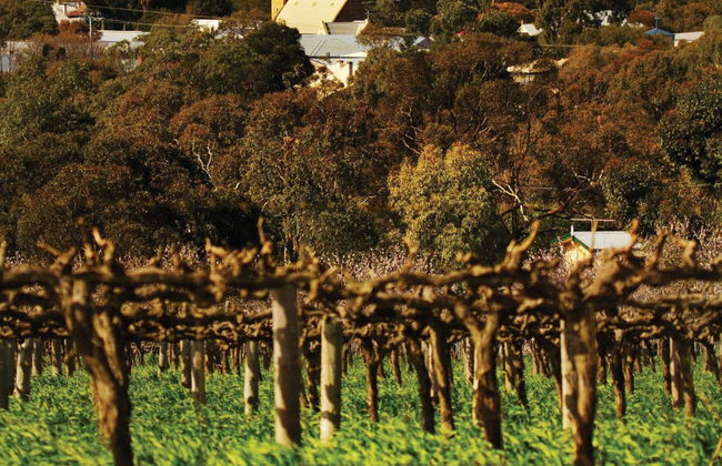 Autobus turistico dei vigneti di Adelaide - Foto 6