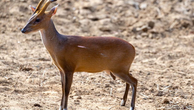 Wilpattu National Park Private Safari - Foto 5
