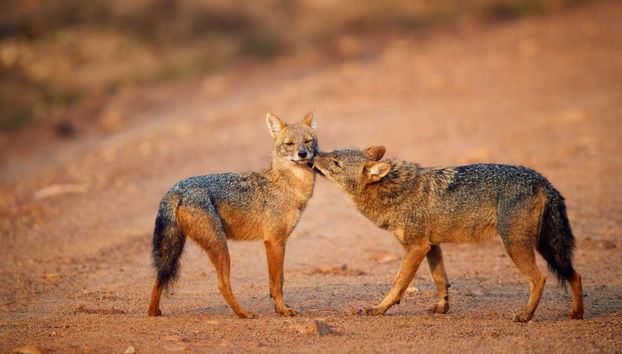 Wilpattu National Park Private Safari - Foto 4