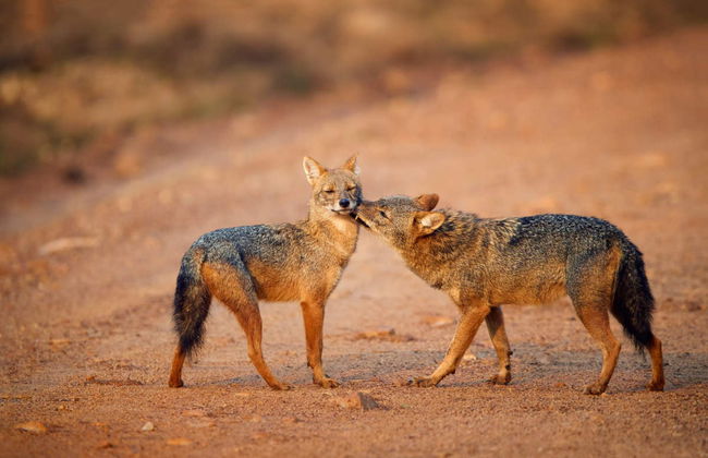 Wilpattu National Park Private Safari - Foto 4