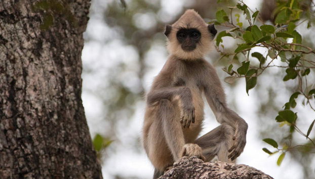 Wilpattu National Park Private Safari - Foto 2