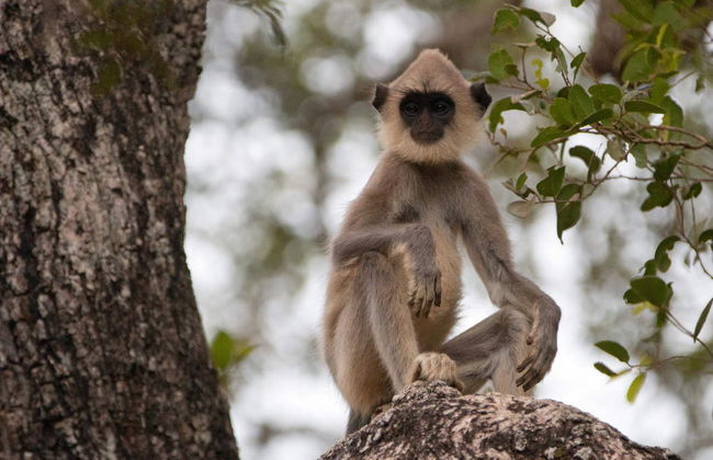 Wilpattu National Park Private Safari - Foto 2