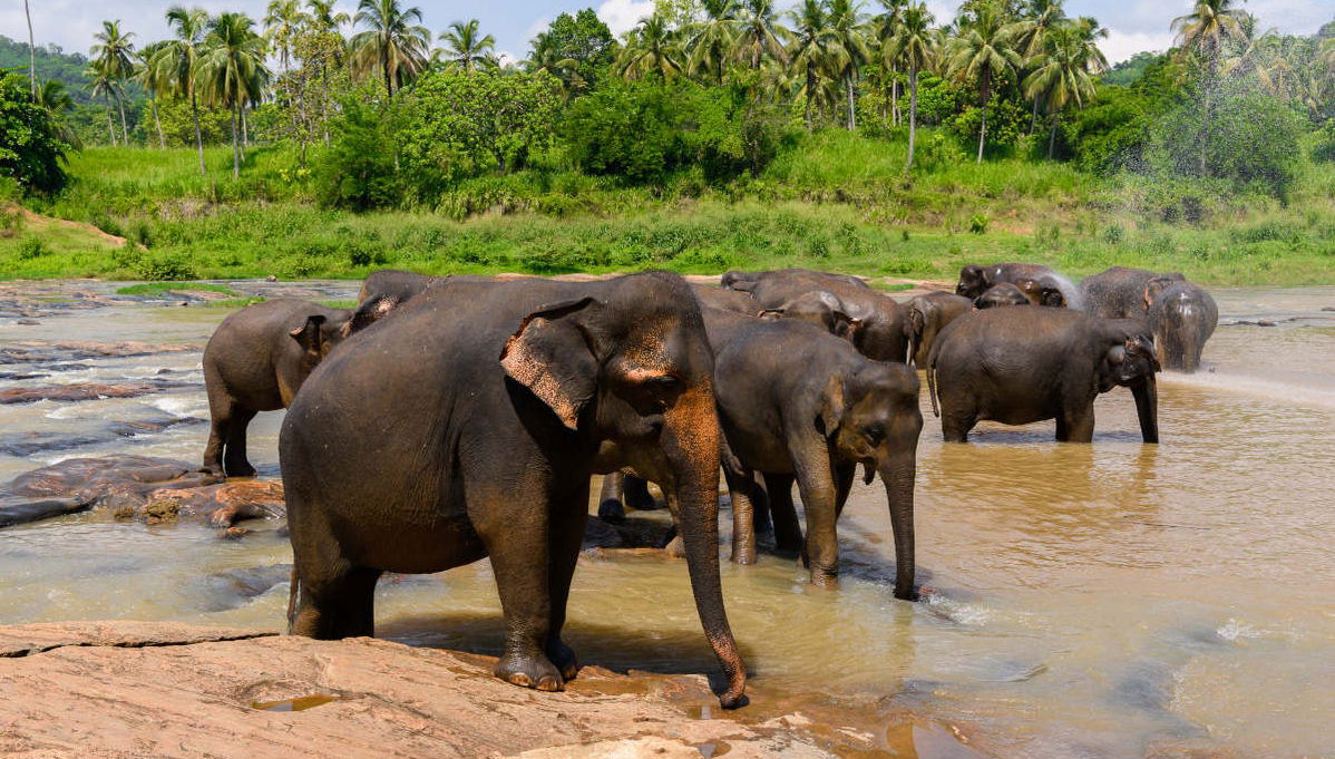 Wilpattu National Park Private Safari - Foto 1
