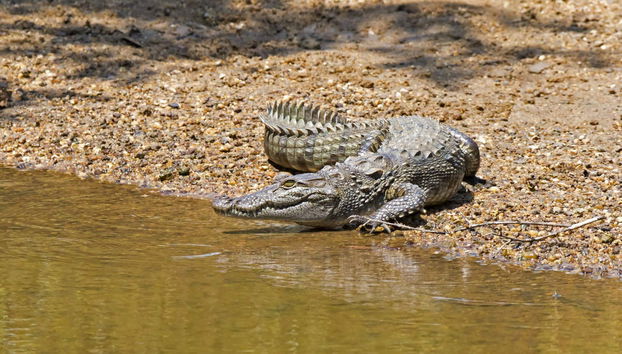 Wilpattu National Park Private Safari - Foto 3