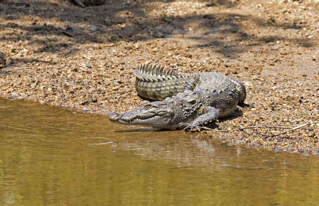 Wilpattu National Park Private Safari - Foto 3