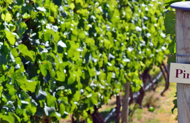 Dégustations de bière et de vin à Queenstown et Gibbston - Photo 13