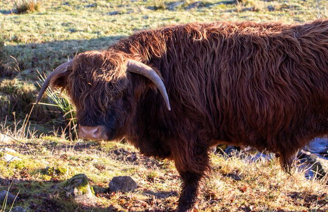 Vacas de las Tierras Altas, pasee con alpacas y visite un centro de vida silvestre escocés - Foto 12