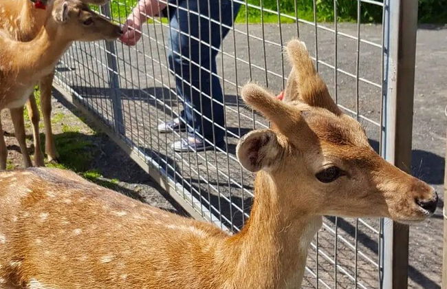 Vacas de las Tierras Altas, pasee con alpacas y visite un centro de vida silvestre escocés - Foto 6
