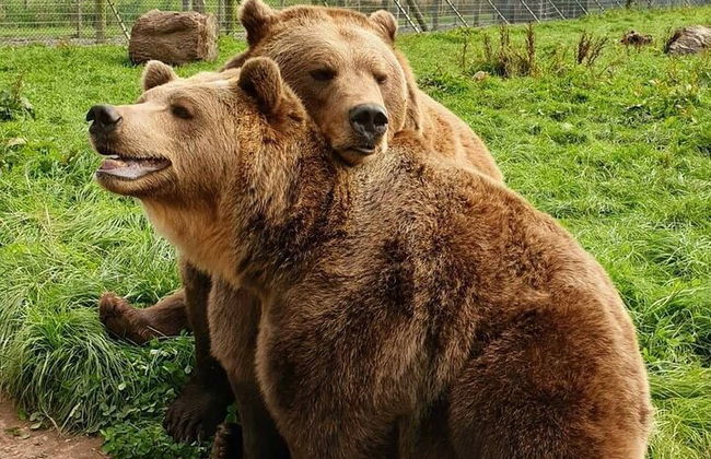 Vacas de las Tierras Altas, pasee con alpacas y visite un centro de vida silvestre escocés - Foto 9