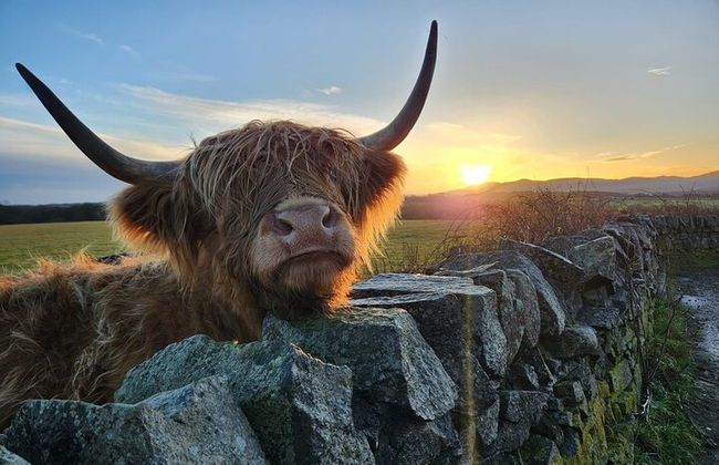 Vacas de las Tierras Altas, pasee con alpacas y visite un centro de vida silvestre escocés - Foto 11