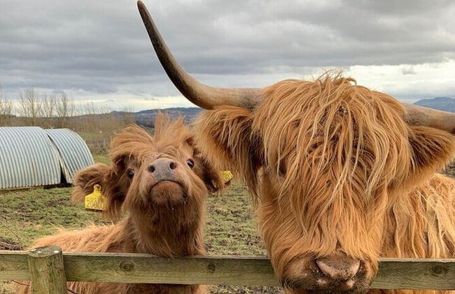 Vacas de las Tierras Altas, pasee con alpacas y visite un centro de vida silvestre escocés - Foto 10