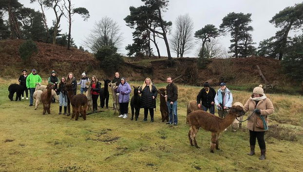 Caminando Con Alpaca
