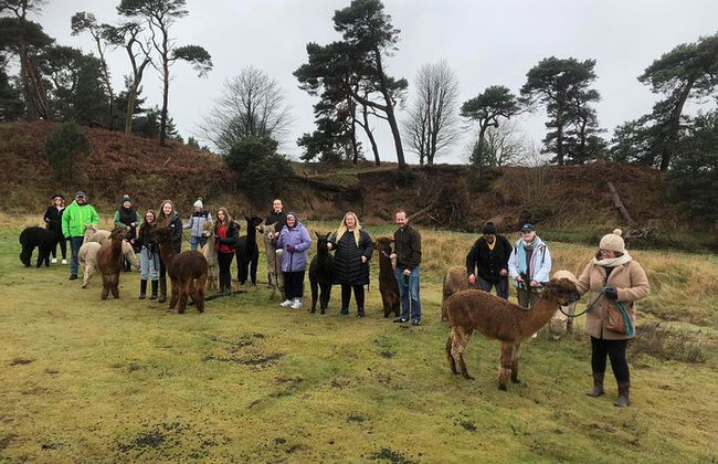 Vacas de las Tierras Altas, pasee con alpacas y visite un centro de vida silvestre escocés - Foto 2