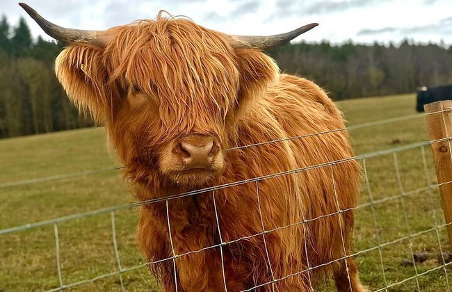 Vacas de las Tierras Altas, pasee con alpacas y visite un centro de vida silvestre escocés - Foto 4