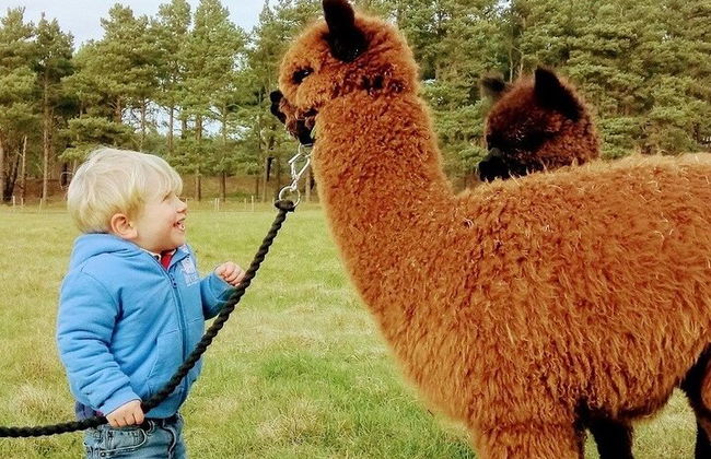 Vacas de las Tierras Altas, pasee con alpacas y visite un centro de vida silvestre escocés - Foto 1