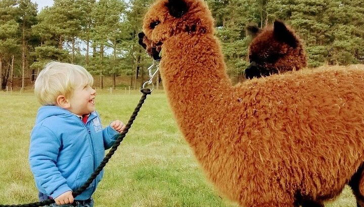 Vacas de las Tierras Altas, pasee con alpacas y visite un centro de vida silvestre escocés - Foto 1