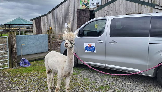 Vacas de las Tierras Altas, pasee con alpacas y visite un centro de vida silvestre escocés - Foto 5