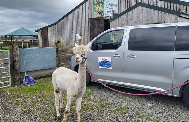 Vacas de las Tierras Altas, pasee con alpacas y visite un centro de vida silvestre escocés - Foto 5