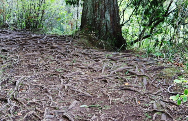 Senderismo por la levada Caldeirão Verde - Foto 3